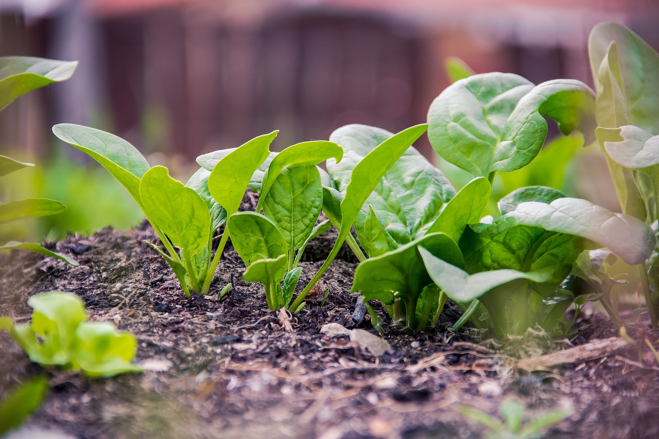 Jak uprawiać sałatę w doniczce: Świeża sałata z własnego ogrodu